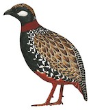 Black Francolin Illustration