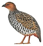 Painted Francolin Illustration