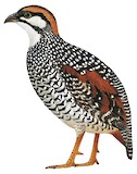 Chinese Francolin Illustration