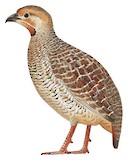 Grey Francolin Illustration