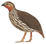 Swamp Francolin Illustration