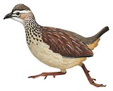 Crested Francolin Illustration