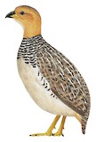 Coqui Francolin Illustration