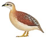 White-throated Francolin Illustration