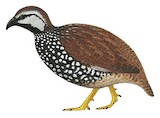 Latham's Francolin Illustration