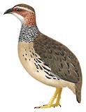 Ring-necked Francolin Illustration