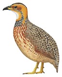 Red-winged Francolin Illustration