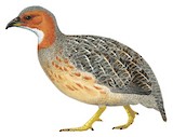 Finsch's Francolin Illustration