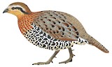 Mountain Bamboo Partridge Illustration