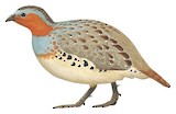 Chinese Bamboo Partridge Illustration