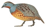 Taiwan Bamboo Partridge Illustration