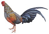 Grey Junglefowl Illustration