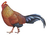 Sri Lanka Junglefowl Illustration