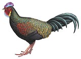 Green Junglefowl Illustration