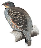 Szechenyi's Monal-Partridge Illustration