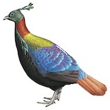 Himalayan Monal Illustration