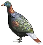 Sclater's Monal Illustration