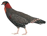 Western Tragopan Illustration