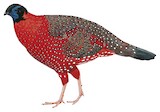 Satyr Tragopan Illustration