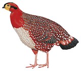 Blyth's Tragopan Illustration