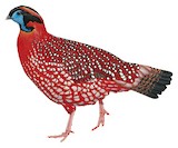 Temminck's Tragopan Illustration