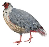 Blood Pheasant Illustration