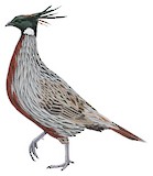 Koklass Pheasant Illustration