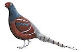 Mrs. Hume's Pheasant Illustration