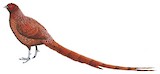 Copper Pheasant Illustration