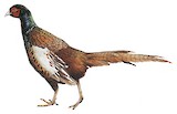 Common Pheasant Illustration