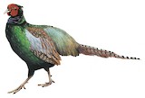 Green Pheasant Illustration