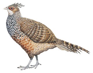 Illustrations - Cheer Pheasant - Catreus wallichii - Birds of the World
