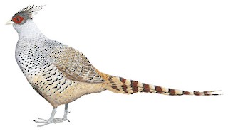 Cheer Pheasant - eBird