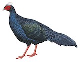 Edwards's Pheasant Illustration