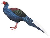 Swinhoe's Pheasant Illustration