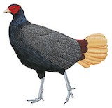 Malayan Crestless Fireback Illustration