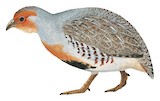 Daurian Partridge Illustration