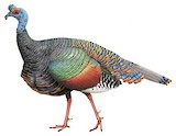 Ocellated Turkey Illustration