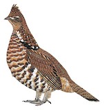 Ruffed Grouse Illustration