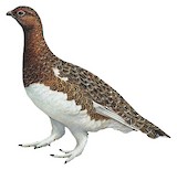 Willow Ptarmigan Illustration