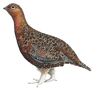 Red Grouse