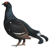 Black Grouse Illustration