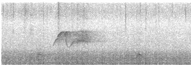 Светлобрюхий фиби - ML153001281