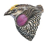 Sharp-tailed Grouse Illustration