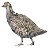 Greater Prairie Chicken Illustration