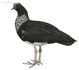 Horned Screamer Illustration