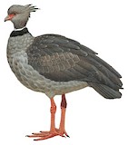 Southern Screamer Illustration