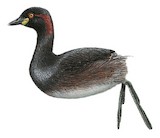 Australasian Grebe Illustration