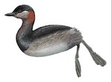 Madagascar Grebe Illustration