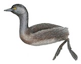 Least Grebe Illustration